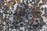 Polished Sericho Pallasite Meteorite ( g) Slice - Kenya #348911-1